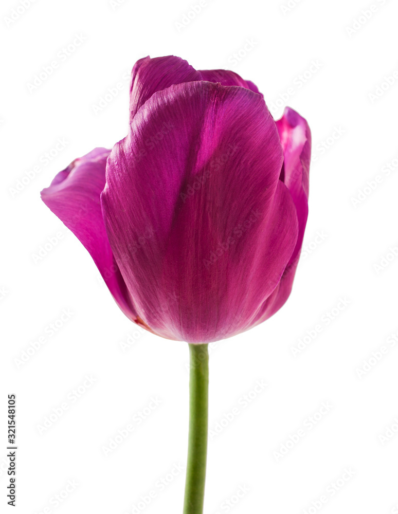Purple tulip flower isolated on a white background. Purple tulip flower isolated on a white background.