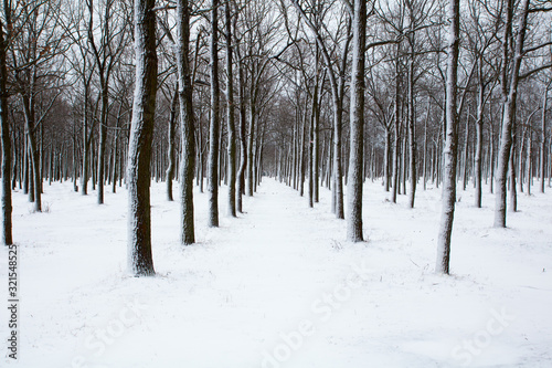trunks of trees are covered with snow in the winter snowy park