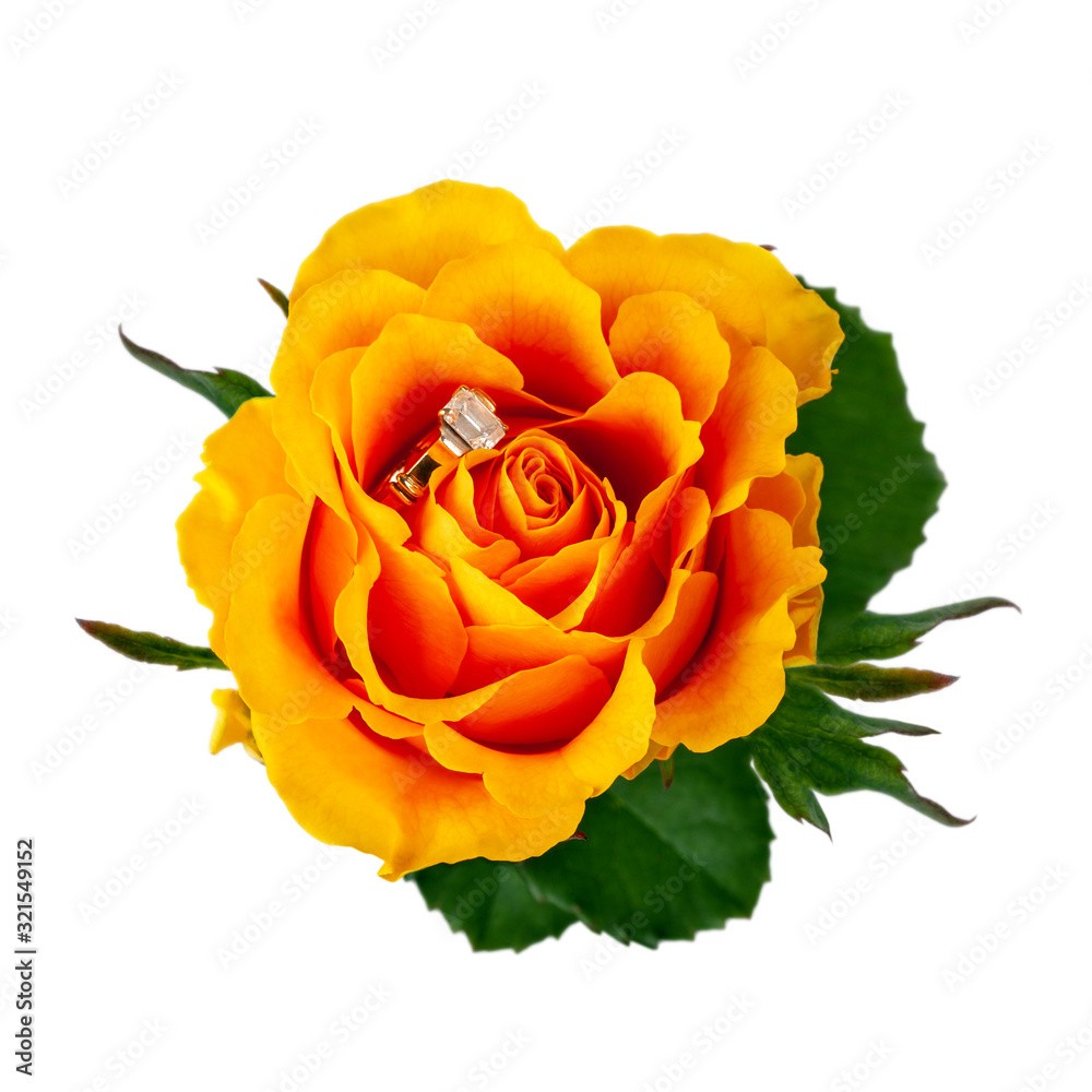 Fototapeta premium Beautiful rose flower with ring with jewels isolated on white background. Wedding concept. St. Valentines day. Marriage Love Gift Present, closeup