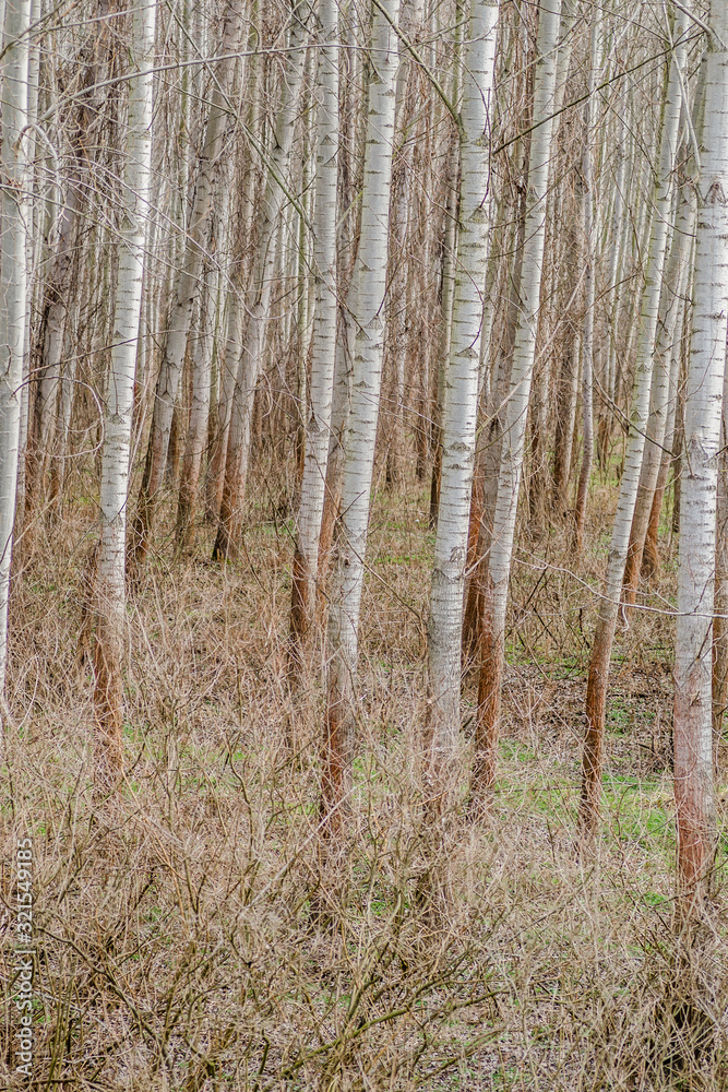 Forest winter without snow Forest winter without snow