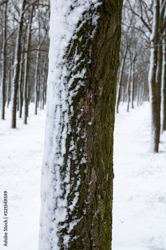 Fototapeta premium close-up of tree trunk covered with snow