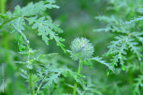 Green plants in nature