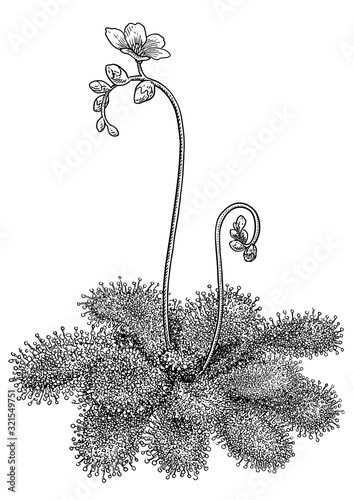 Sundews illustration, drawing, engraving, ink, line art, vector