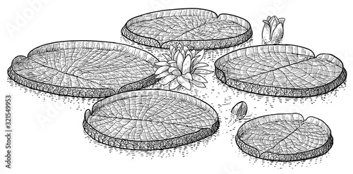 Victoia amazonica, tropical water lily illustration, drawing, engraving, ink, line art, vector