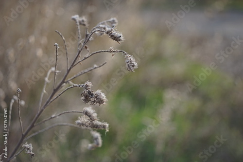 Wild dry flowers grow in blurred field.