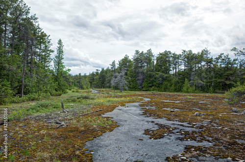 Fotomurale Bog in Bruce Peninsula Canada