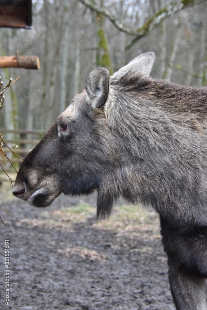 Fototapeta premium poland