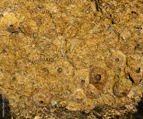 The Kirk's blenny (Alticus kirkii) is a species of combtooth blenny (family Blenniidae). Balanus (Balanomorpha) is a genus of barnacles in the family Balanidae. photo