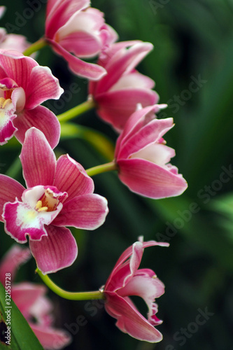 Beautiful orchid flowers blooming in the garden