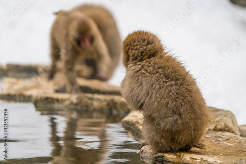 Japanese baby Snow Monkeys stay around the Hot Spring among Snowy Mountain in Jigokudani Snow Monkey Park (JIgokudani-YaenKoen) at Nagano Japan on Feb. 2019.