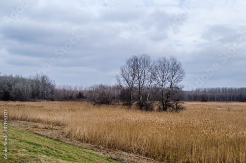 Wetlands covered with reeds in autumn 