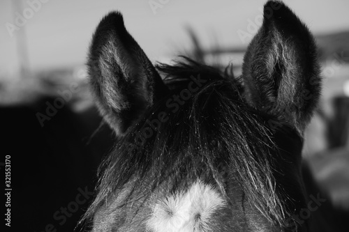 Foal forelock hair close up in black and white, horse listening with alert ears.