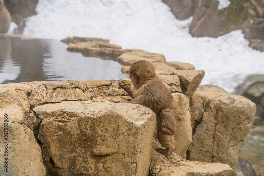 Baby Japanese Snow Monkey climbs rocky bathtub of the Hot Spring among Snowy Mountain in Jigokudani Snow Monkey Park (JIgokudani-YaenKoen) at Nagano Japan on Feb. 2019.