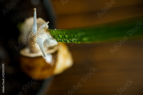 Healing mucus. Cosmetics and snail mucus. Snail farm concept. Cute snail near green plant. Natural remedies. Adorable snail close up. Little slime with shell plant pot. Cosmetology beauty procedure photo