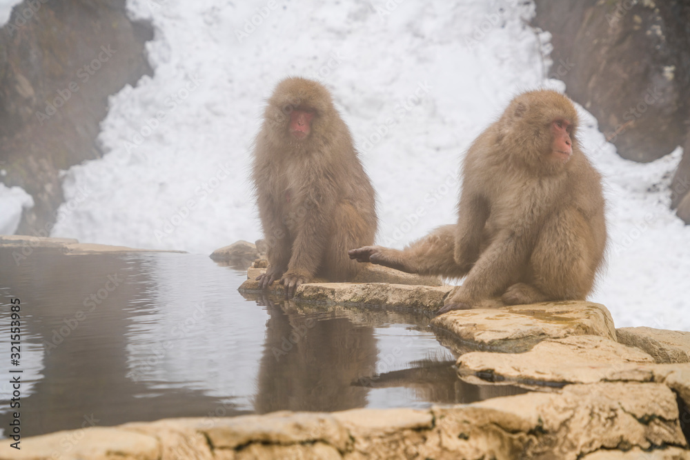 Naklejka premium Japanese Snow Monkeys stay around the hot spring among snowy mountain in Jigokudani Snow Monkey Park (JIgokudani-YaenKoen) at Nagano Japan on Feb. 2019.
