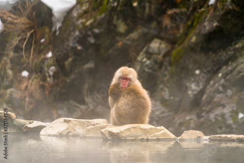 Snow Monkeys stay around the hot spring among snowy mountain in Jigokudani Snow Monkey Park (JIgokudani-YaenKoen) at Nagano Japan on Feb. 2019.key