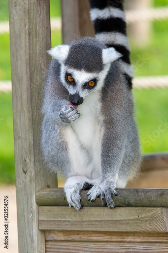 Close up of a ring tailed lemur (lemur catta) in a zoo. photo