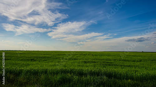 Green field of wheat and blue sky with clouds.