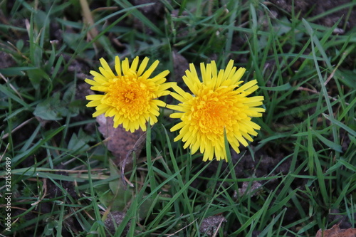 fleur en macro