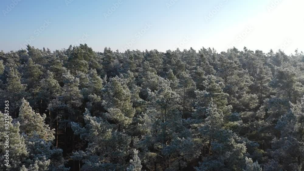 Wald bei Raureif und Frost