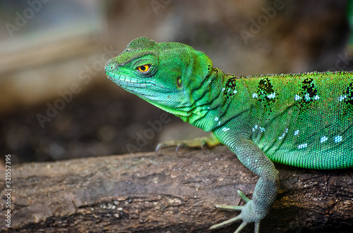 The plumed basilisk  Basiliscus plumifrons   also called commonly the green basilisk  the double crested basilisk  or the Jesus Christ lizard  is a species of lizard in the family Corytophanidae.