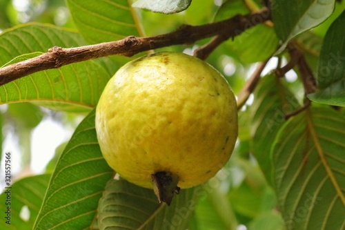 Guayaba photo
