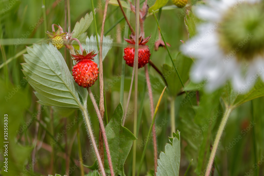 ripe red juicy sweet berry of wild strawberry field close-up, forest berries ripe red juicy sweet berry of wild strawberry field close-up, forest berries