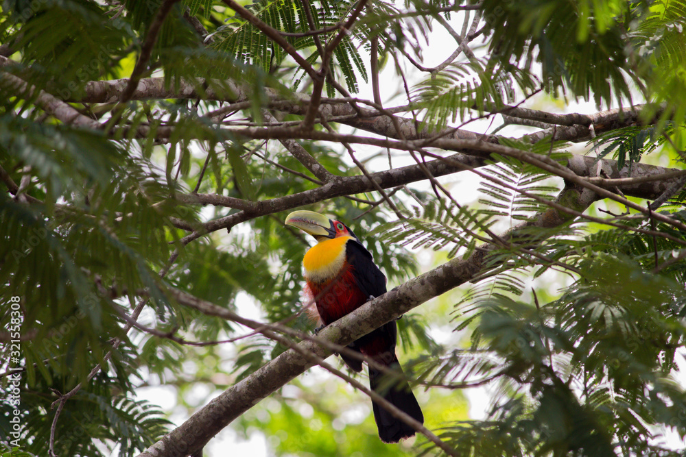 Ramphastos dicolorus toucan sitting on tree Ramphastos dicolorus toucan sitting on tree