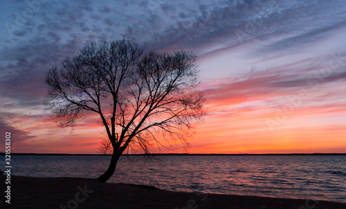 lone tree at sunset
