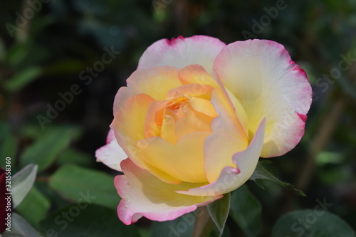 Pink rose in the garden on blur background, valentine concept.