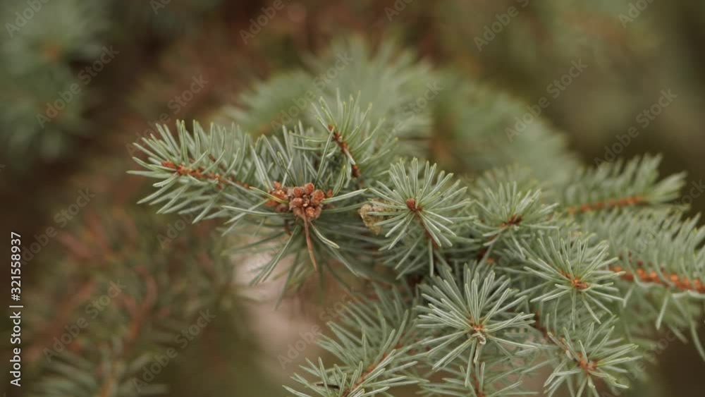 Closeup view of green fir branches and snow falling down slowly. Beautiful wintertime season. Closeup view of green fir branches and snow falling down slowly. Beautiful wintertime season.