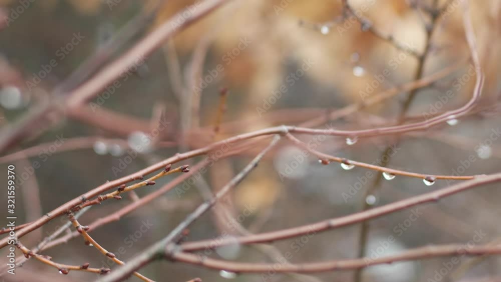 raindrops on autumn branches raindrops on autumn branches