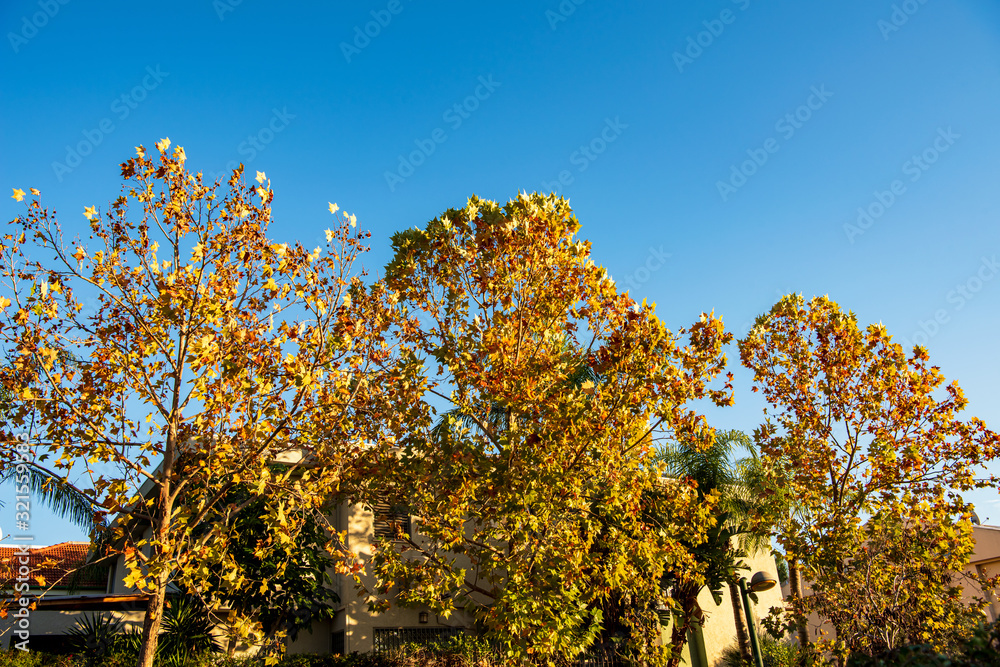 Fototapeta premium A plane tree (Platanus) with bright orange-red autumn leaves on branches against a blue sky.