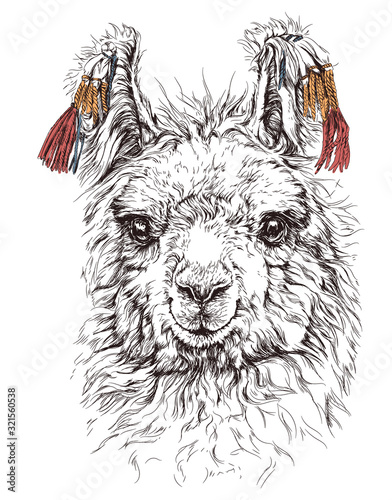 realistic sketch of LAMA Alpaca, black and white drawing, isolated on white