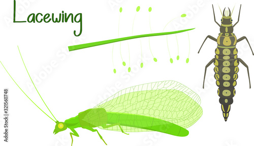 Life cycle of lacewing (Chrysopa). Lacewing flat vector illustration on white background. Useful insect for organic farming.