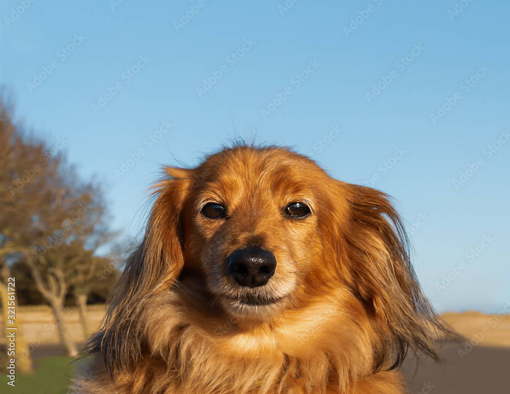 Portrait of a cute long haired miniature dachshund outside against a blue sky