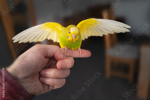Фотография Yellow and green budgerigar parakeet pet taking off from the finger and hand of a person