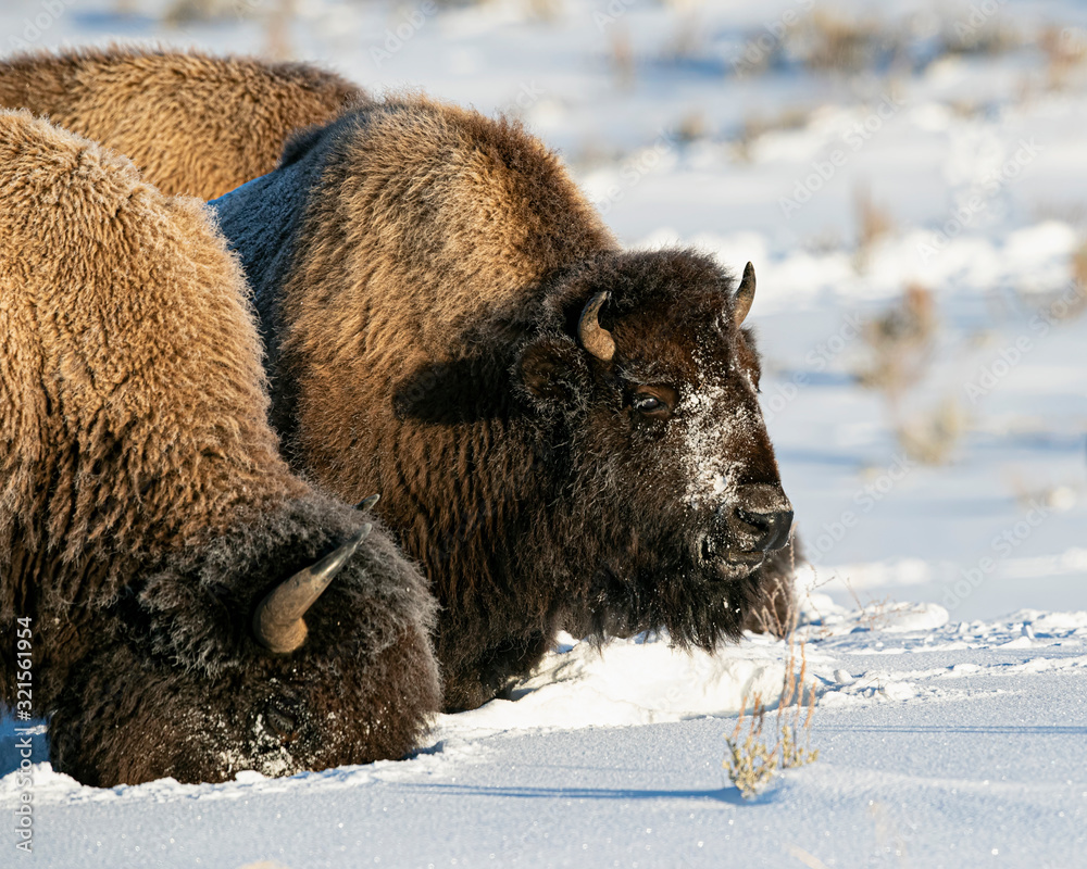 Bison Yellowstone January 2020