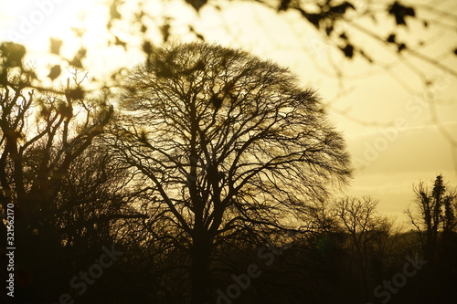 Tree in late night sun