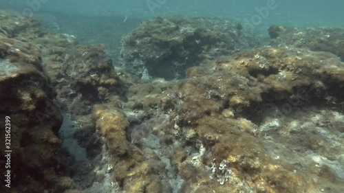 European common cuttlefish (Sepia officinalis) swim over rock reef covered with algae. Mediterranean Sea, Greece photo