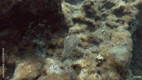 European common cuttlefish (Sepia officinalis) swim over rock reef covered with algae. Mediterranean Sea, Greece photo