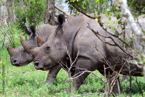 Rhinos oin the bush  South Africa