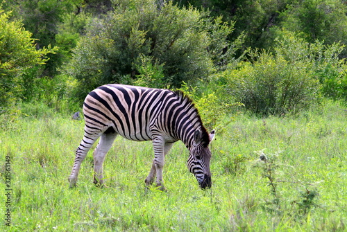 Zebra mowing grass