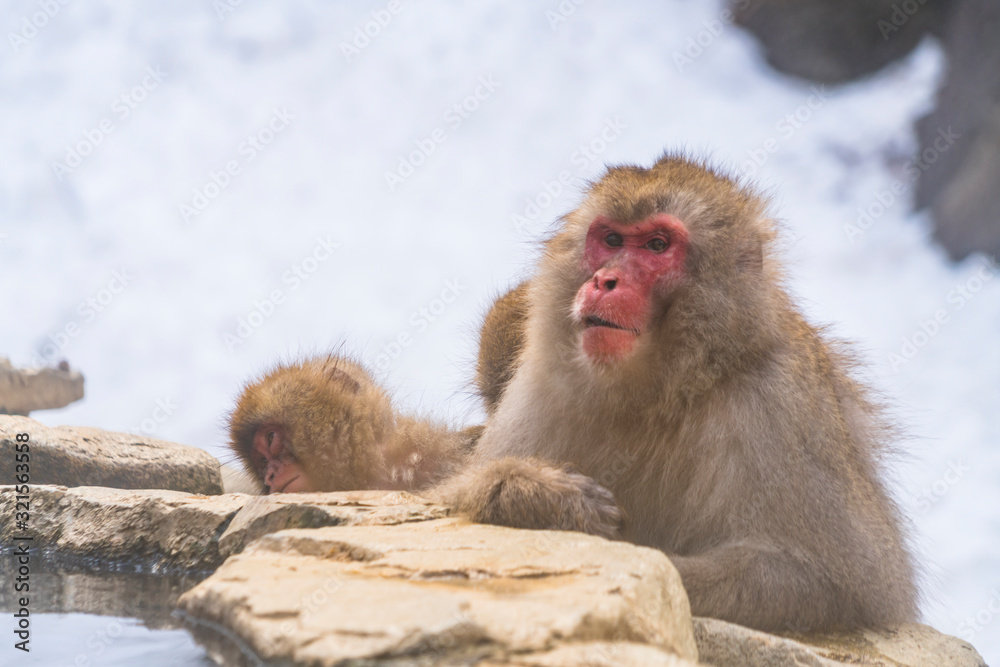 Fototapeta premium Japanese Snow Monkeys stay around the river among Snowy Mountain in winter season at Jigokudani Snow Monkey Park (JIgokudani-YaenKoen) at Nagano Japan on Feb. 2019.