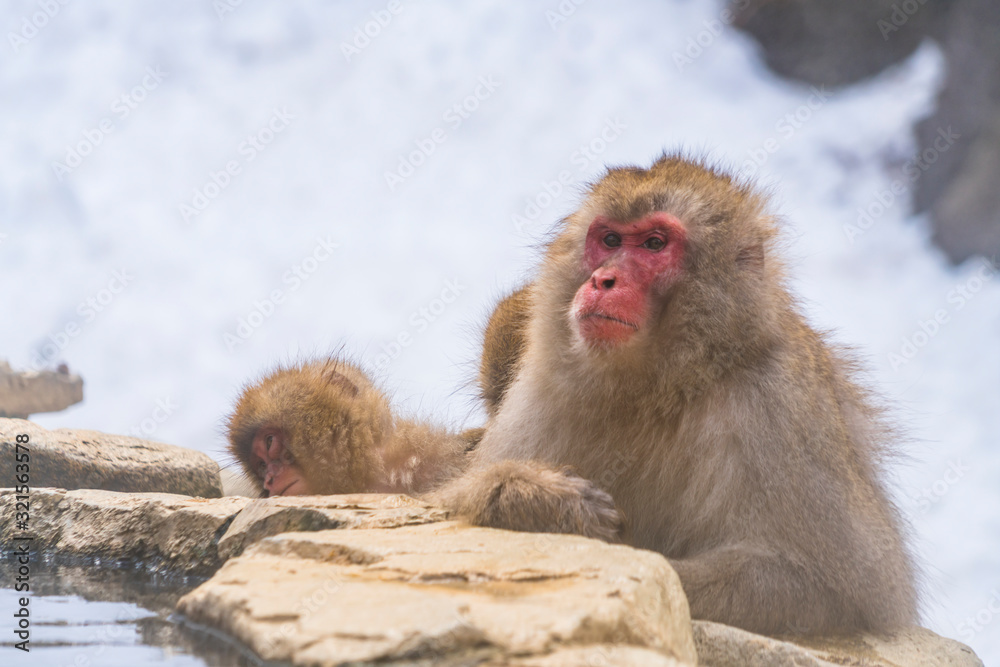 Japanese Snow Monkeys stay around the river among Snowy Mountain in winter season at Jigokudani Snow Monkey Park (JIgokudani-YaenKoen) at Nagano Japan on Feb. 2019. Japanese Snow Monkeys stay around the river among Snowy Mountain in winter season at Jigokudani Snow Monkey Park (JIgokudani-YaenKoen) at Nagano Japan on Feb. 2019.