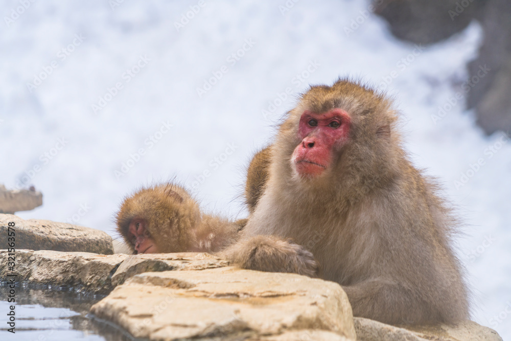 Japanese Snow Monkeys stay around the river among Snowy Mountain in winter season at Jigokudani Snow Monkey Park (JIgokudani-YaenKoen) at Nagano Japan on Feb. 2019.