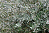 Close-up selective focus full frame view into the crown of an olive tree with evergreen  leaves