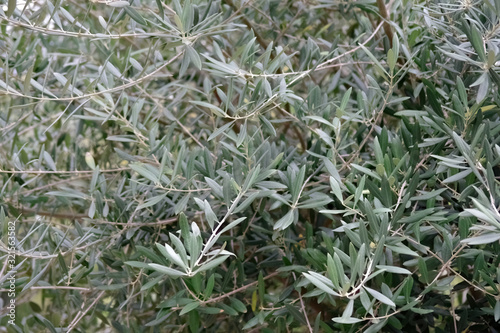 Close-up selective focus full frame view into the crown of an olive tree with evergreen  leaves