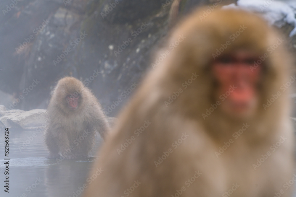 Naklejka premium Japanese Snow Monkey drinks hot spring water among Snowy Mountain in Jigokudani Snow Monkey Park (JIgokudani-YaenKoen) at Nagano Japan on Feb. 2019.