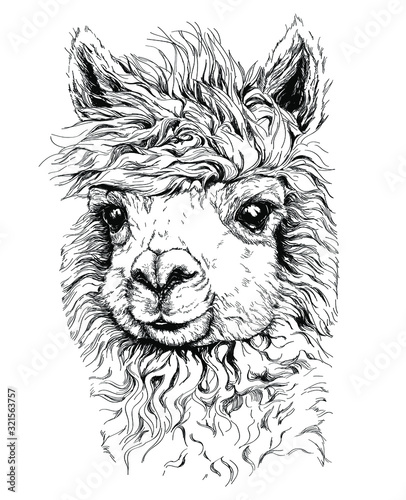 realistic sketch of LAMA Alpaca, black and white drawing, isolated on white. vector illustration. photo